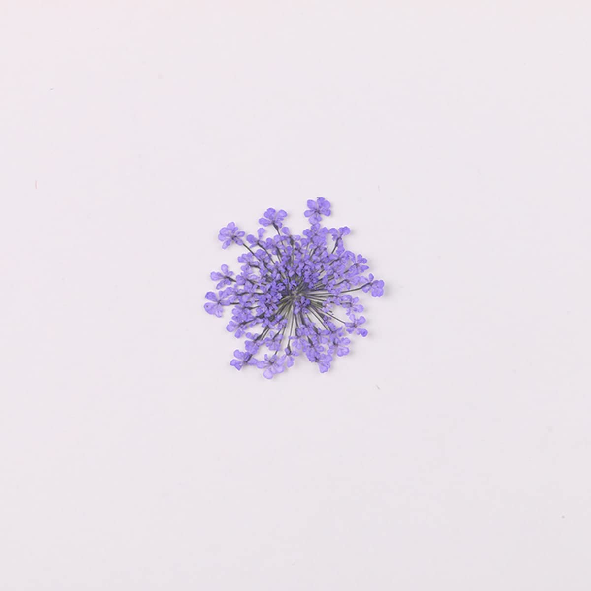 Bloom Studs
